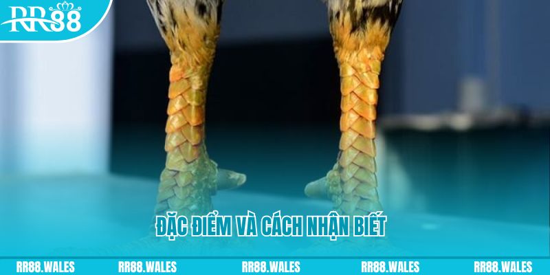 i9bet150 trực tiếp đá gà campuchia